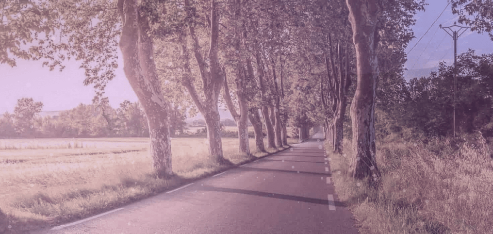 empty road in the nature with trees